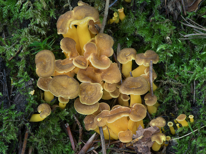 Craterellus tubaeformis